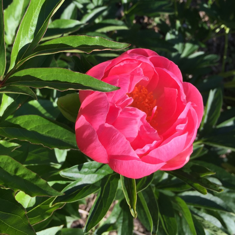 Plant image Paeonia 'Cytherea'