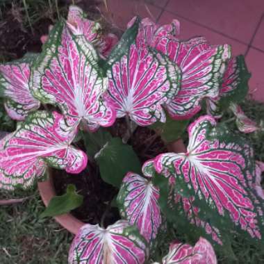 Elephant Ear (Caladium)