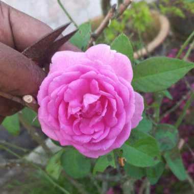 Rose (Miniature)