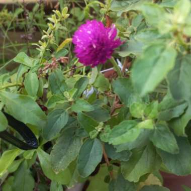 Globe Amaranth