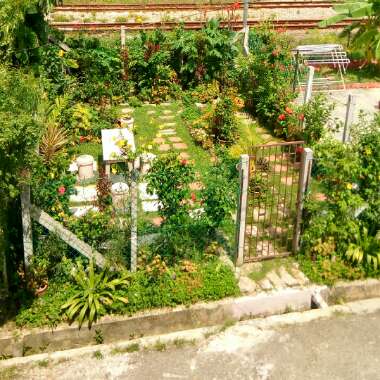 Devan's garden