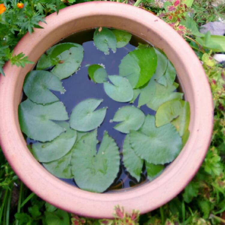 Plant image Nymphaea 'Attraction'