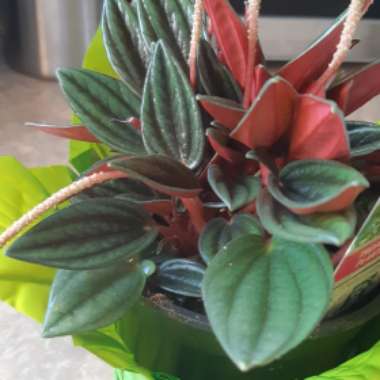 Peperomia caperata 'Rosso'