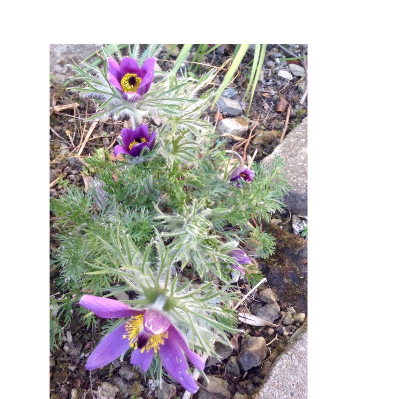 Pasqueflower