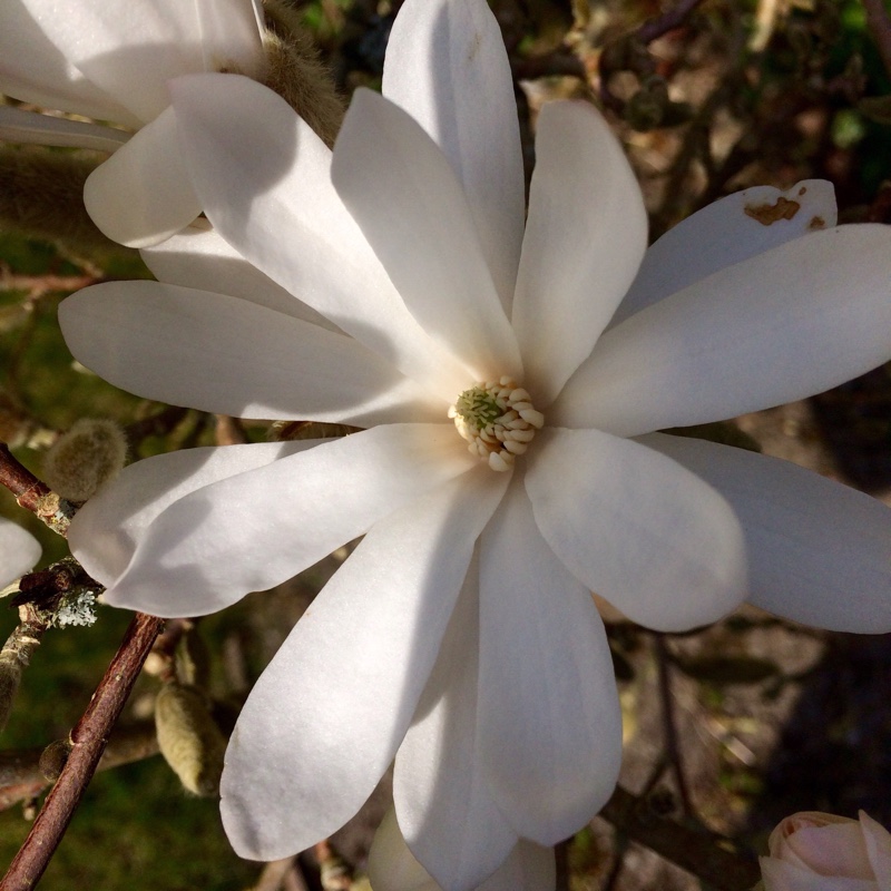 Magnolia stellata