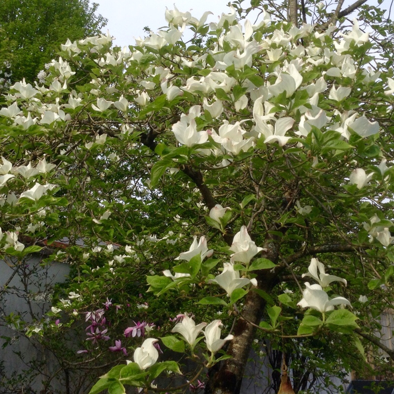 Flowering Dogwood