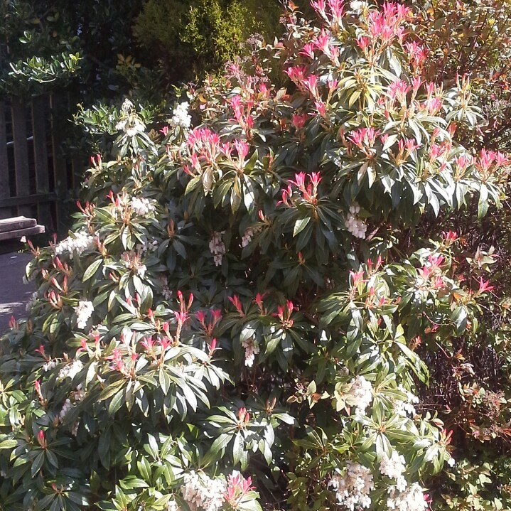 Plant image Pieris japonica 'Katsura'