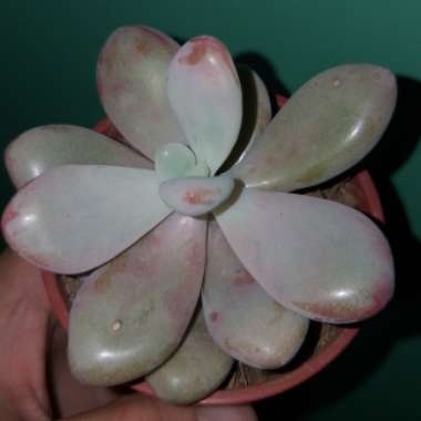 Graptopetalum 'Lavender Pebbles'