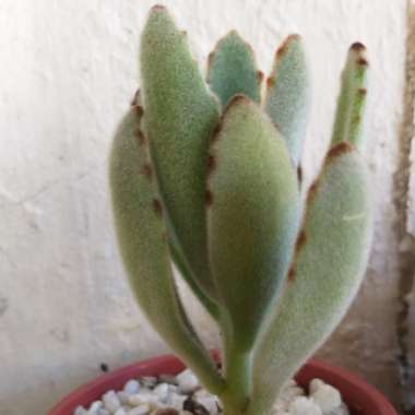 Kalanchoe 'Tomentosa'