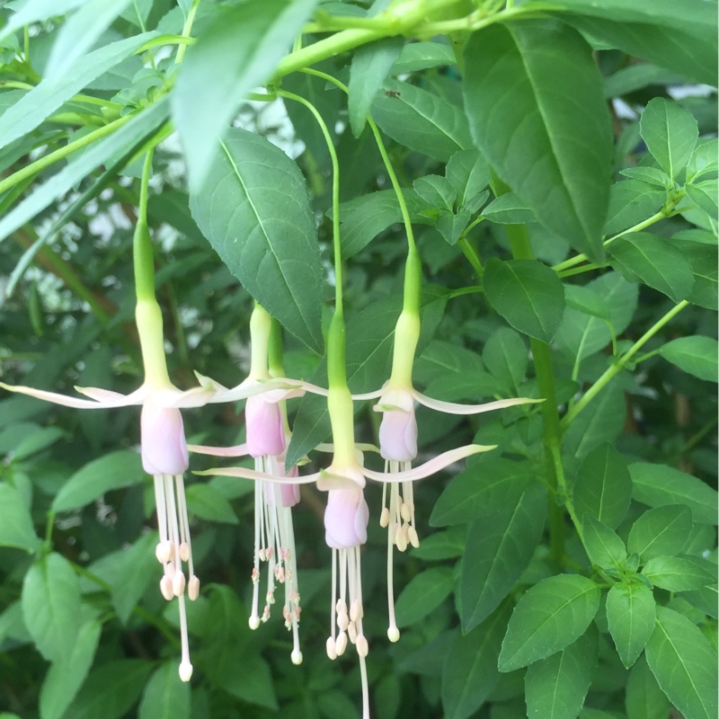 Plant image Fuchsia 'White Knights Blush'