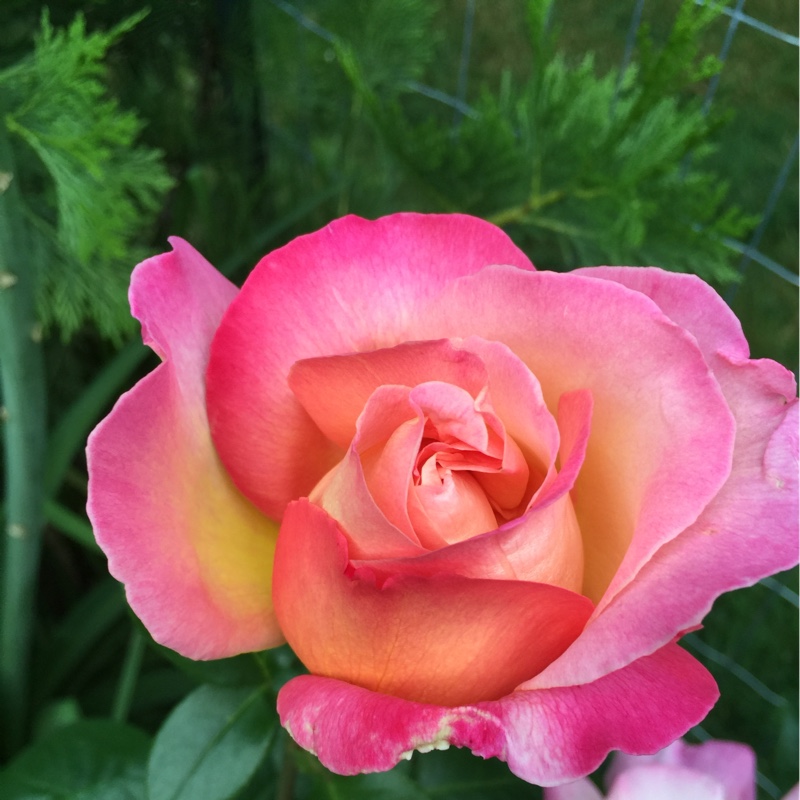 Rose (Hybrid Tea)