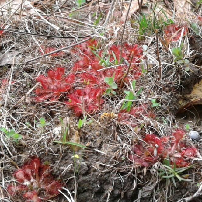 Plant image Drosera Spathulata