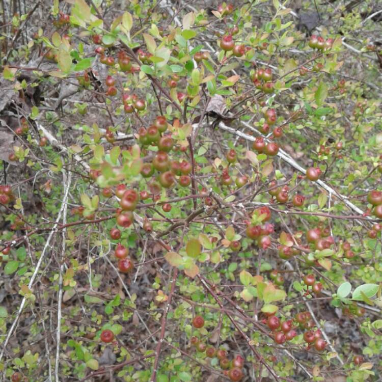 Plant image Vaccinium corymbosum 'Early Blue'