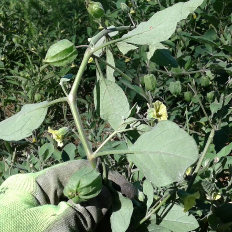 Plant image Physalis alkekengi var. franchetii