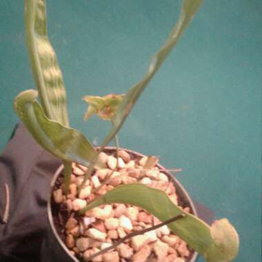 Sarracenia