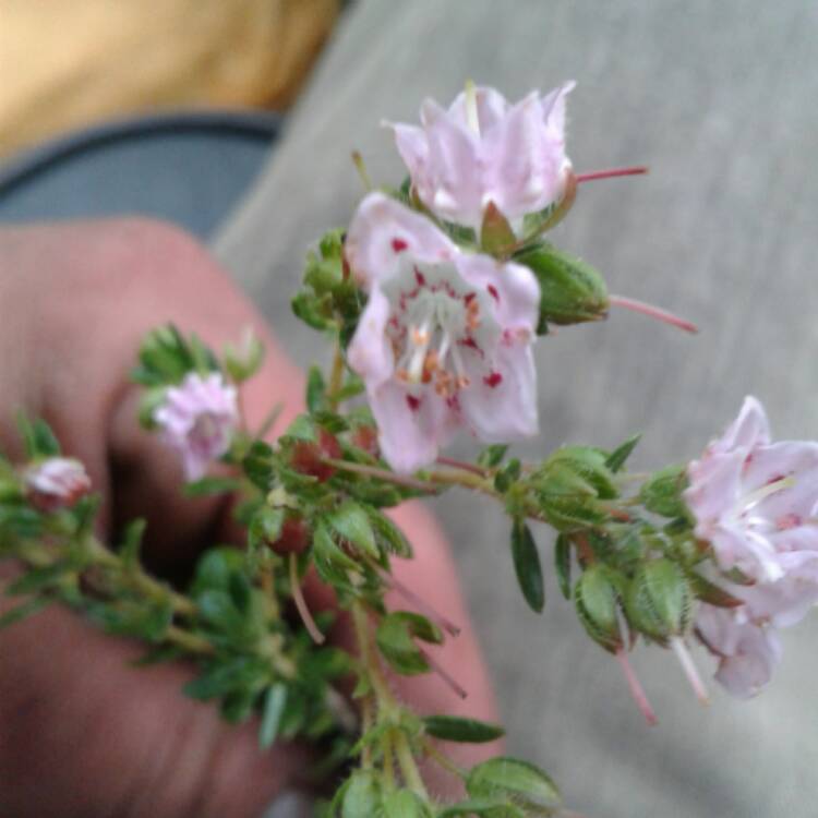 Plant image Kalmia latifolia 'Pinwheel'