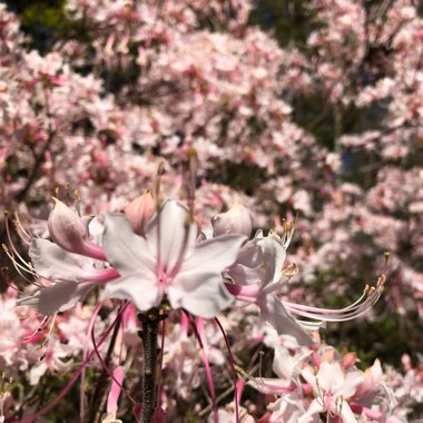 Rhododendron  (Azalea Varieties)