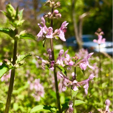 Stachys floridana