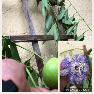 Passiflora