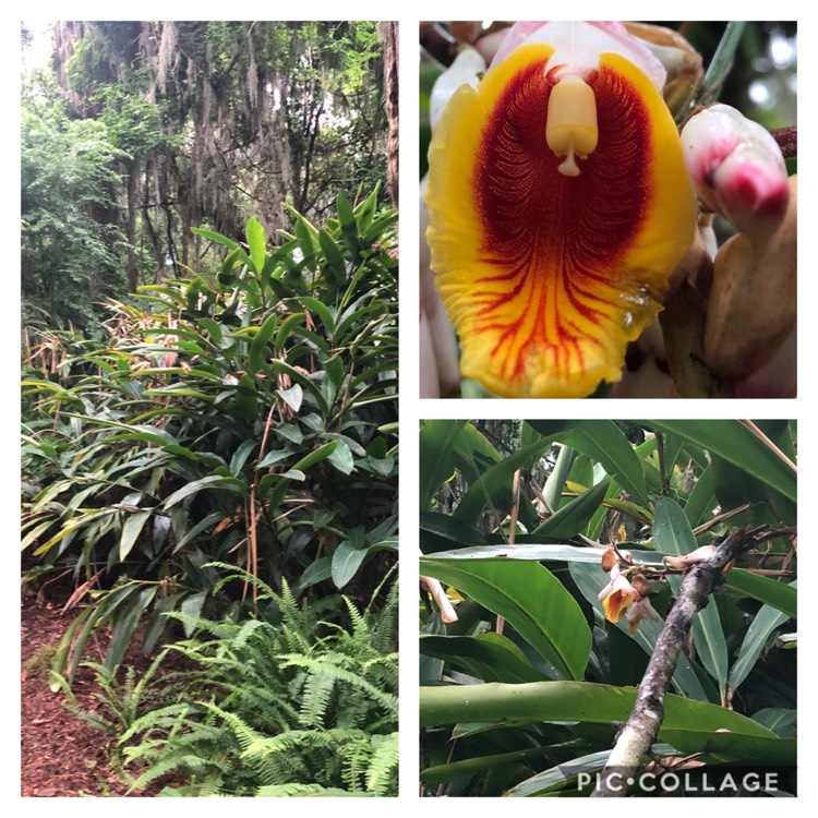 Plant image Alpinia zerumbet 'Variegata'