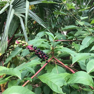 Phytolacca americana