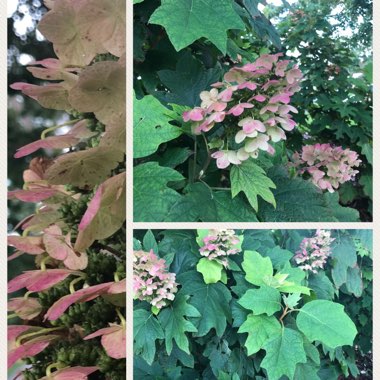 Hydrangea quercifolia