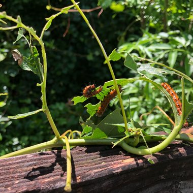 Passiflora