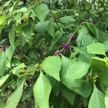 Callicarpa Bodinieri