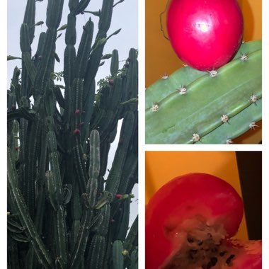 Prickly Pear