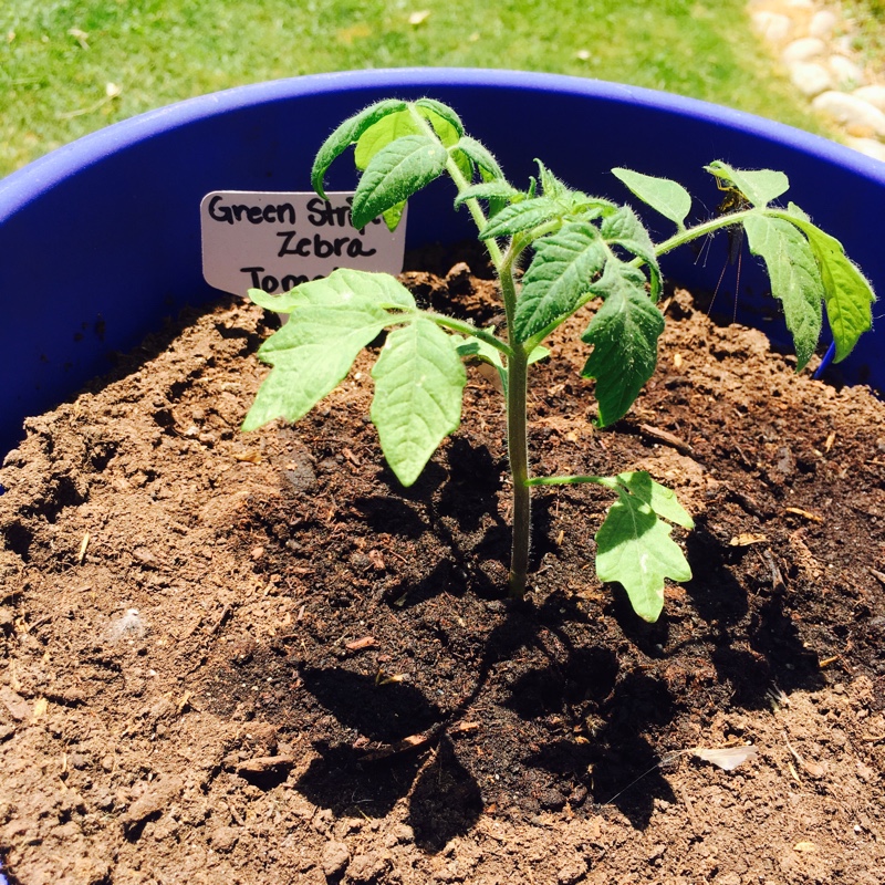 Plant image Solanum Lycopersicum 'Green Zebra'