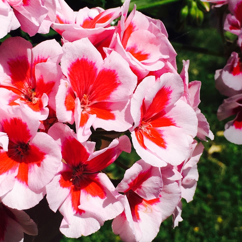 Plant image Pelargonium 'Grandeur Classic White Splash' (Grandeur Classic Series)