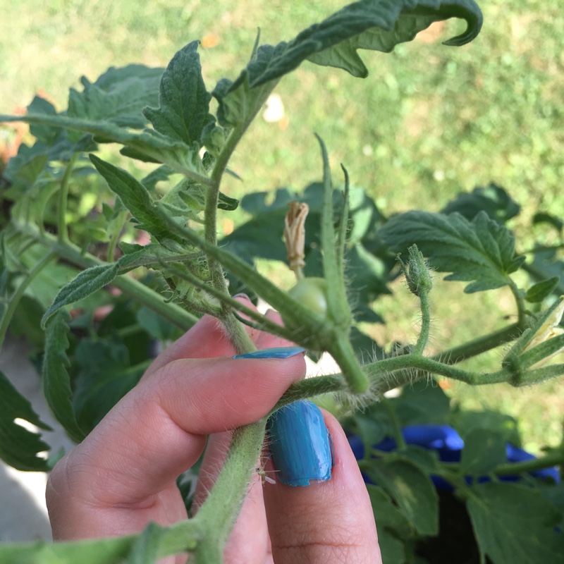 Tomato 'Pink Girl'