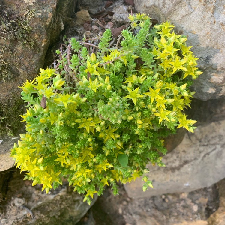 Plant image Sedum Hispanicum Aureum