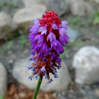 Primula vialii