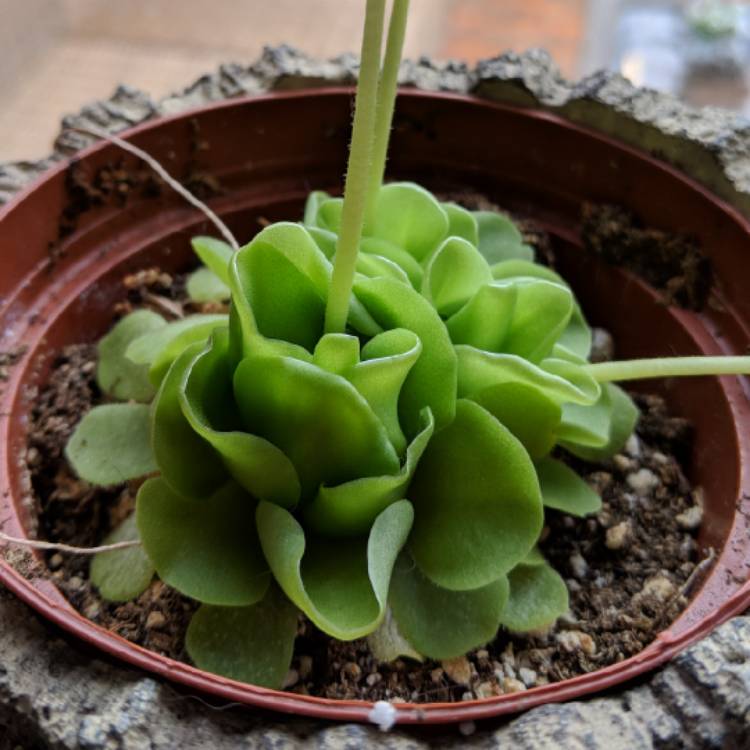 Plant image Pinguicula agnata