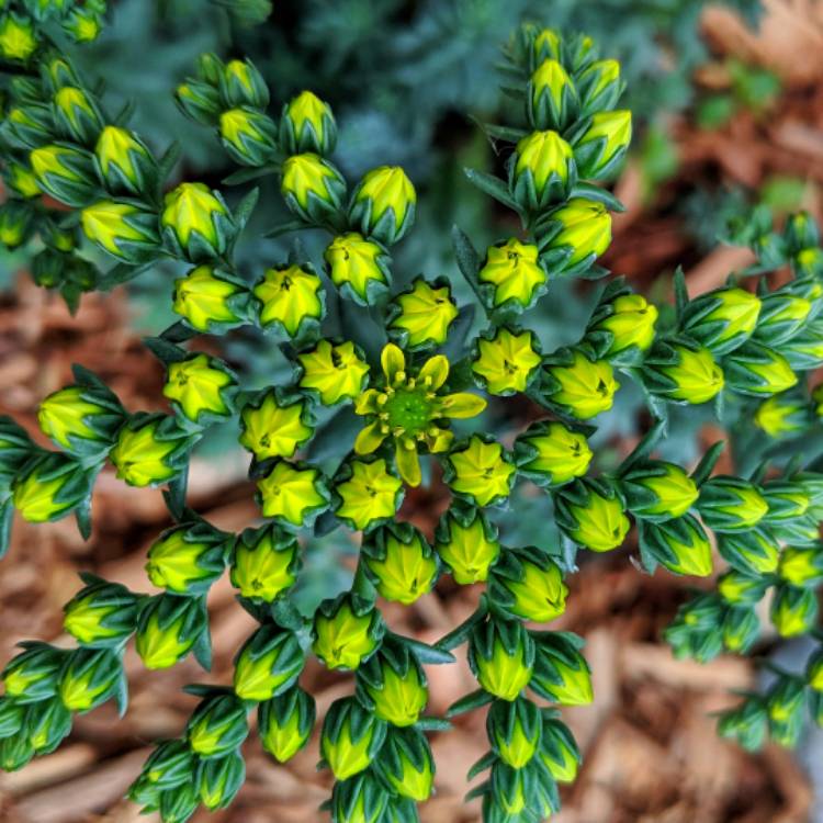 Plant image Sedum 'Oreganum'