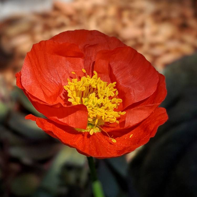 Plant image Papaver nudicaule 'Artist's Glory'