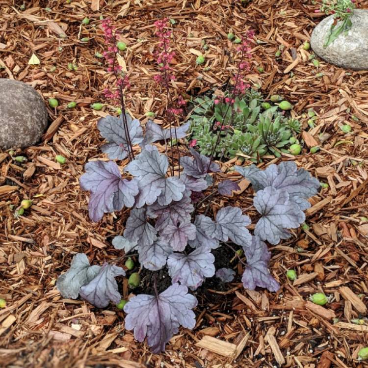 Plant image Heuchera 'Silver Gumdrop' (Dolce Series)