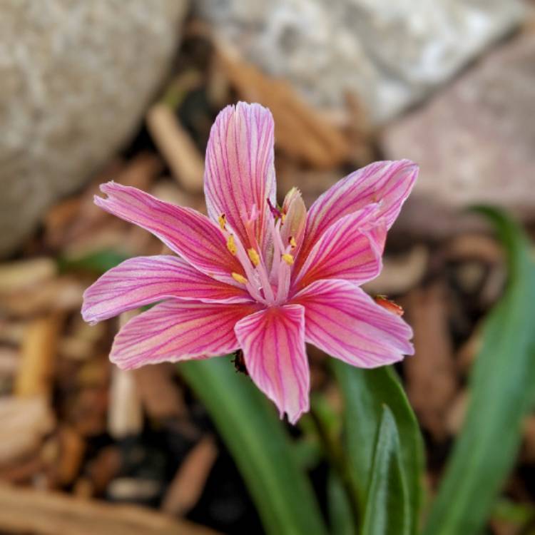 Plant image Lewisia cotyledon 'Sunset'