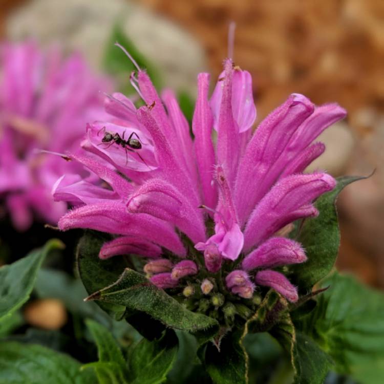 Plant image Monarda Didyma 'Petite Delight'