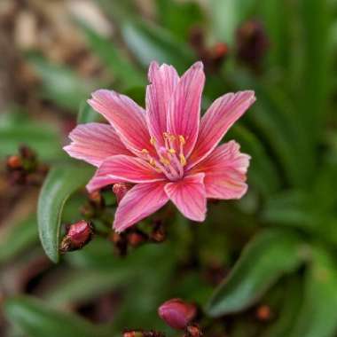 Lewisia cotyledon 'Sunset'