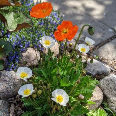 Icelandic Poppy 'Artist's Glory' (Mix)