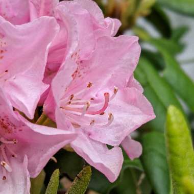 Rhododendron 'Helsinki University'