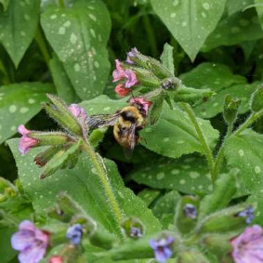 Lungwort