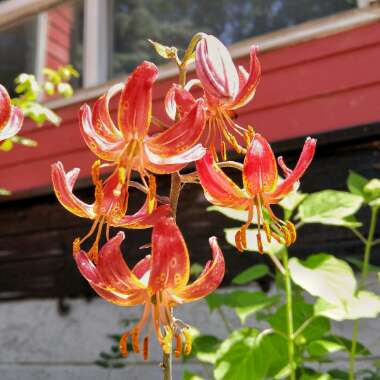 Lilium martagon