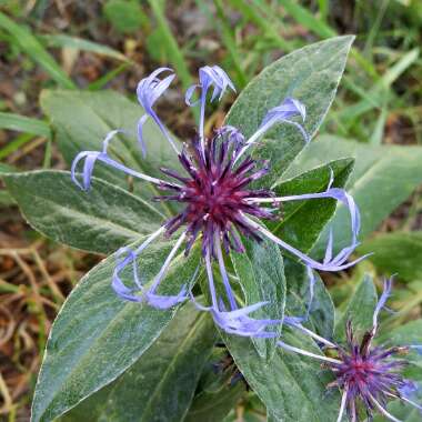 Centaurea montana 'Gold Bullion'