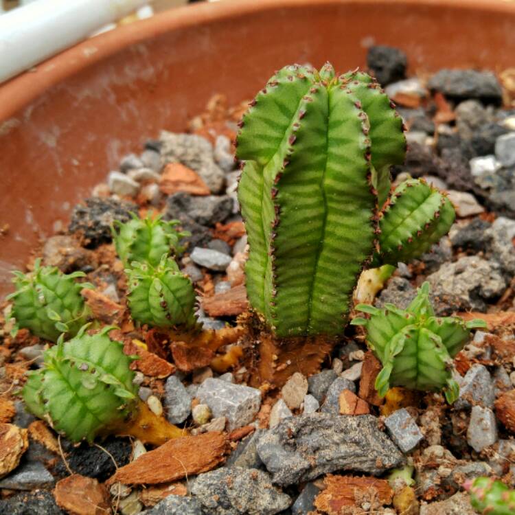 Plant image Euphorbia anoplia