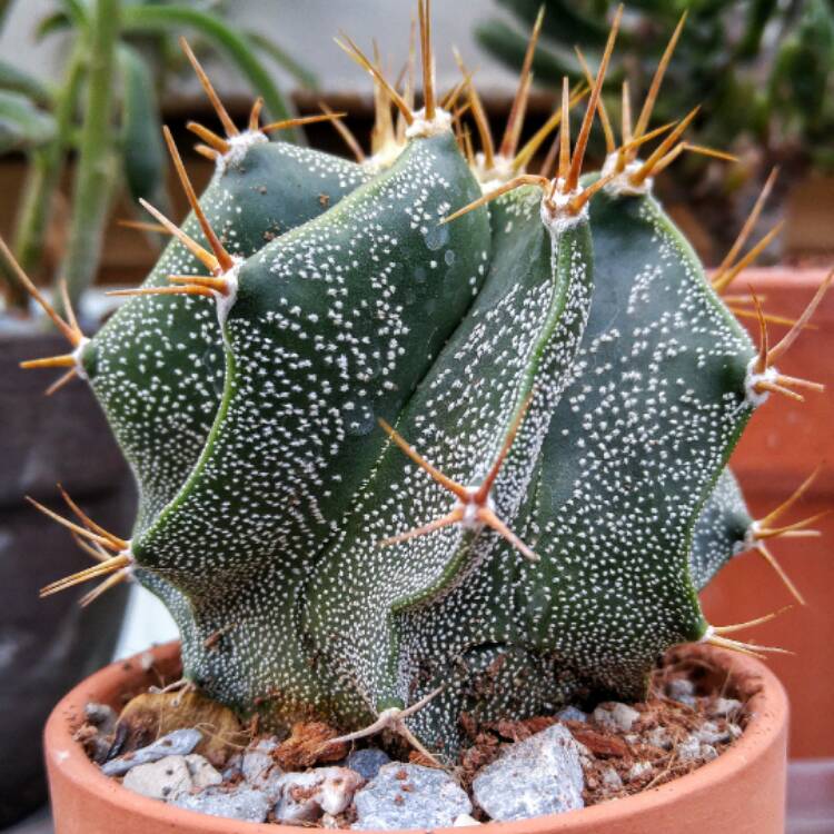 Plant image Astrophytum Ornatum