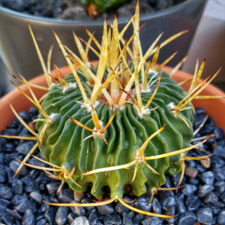 Plant image Stenocactus crispatus syn.Echinofossulocactus lamellosus,Stenocactus lamellosus