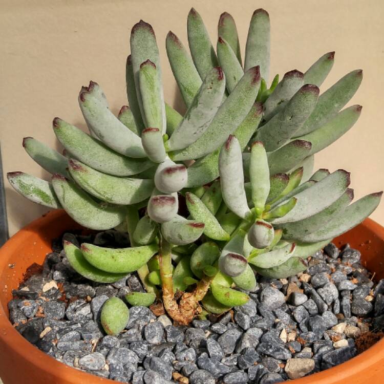 Plant image Cotyledon 'Happy Young Lady'